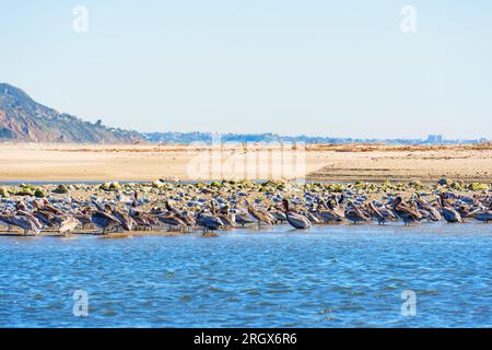 Groupe de pélicans bruns et de mouettes blanches reposant dans les eaux peu profondes le long de la côte océanique à Malibu, en Californie. Banque D'Images