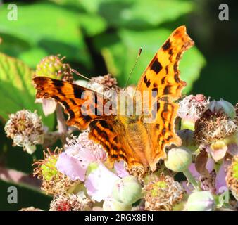 A Comma (Polygonia c-album)Butterfly dans les Cotswold Hills Gloucestershire UK pendant l'été Banque D'Images