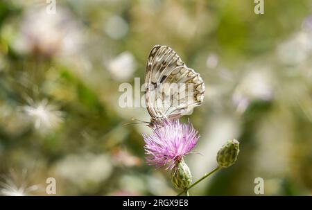 Péninsule ibérique, papillon, blanc marbré (Melanargia lachesis ) reposant sur fleur. L'Andalousie, espagne. Banque D'Images