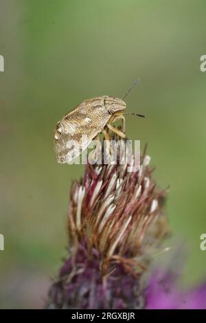 Gros plan vertical naturel sur un stade, nymphe de l'insecte rayé, Graphosoma italicum , sur un chardon violet Banque D'Images