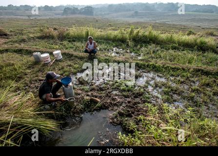 Bogor, Indonésie. 12 août 2023. Un résident remplit de l'eau dans son seau utilise de l'eau flaque de riz, dans un village à la périphérie de la capitale, dans Bogor regency, Java Ouest, Indonésie le 12 août 2023. Les résidents sont obligés d'utiliser l'infiltration d'eau dans les rizières pour leurs besoins quotidiens en raison de la pénurie d'eau potable causée par la sécheresse. (Photo Andi M Ridwan/INA photo Agency/SIPA USA) crédit : SIPA USA/Alamy Live News Banque D'Images