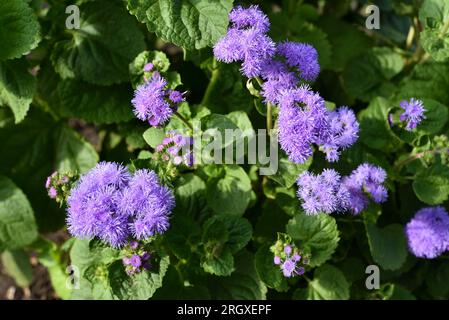 Fleurs violettes dans le jardin d'été. Bush Ageratum conyzoides. Petites fleurs d'ageratum. Banque D'Images