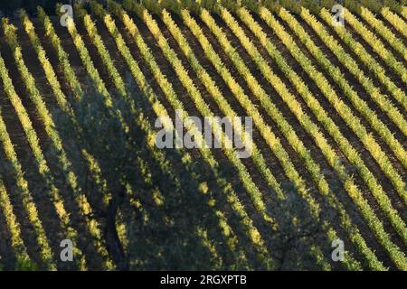 Saison d'automne, rangées de vignobles jaunes du Chianti près de Greve in Chianti, Florence. Italie Banque D'Images