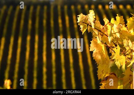 Saison d'automne, feuilles de vigne jaunes sur les rangées de vignobles du Chianti près de Greve in Chianti, Florence.Italie Banque D'Images