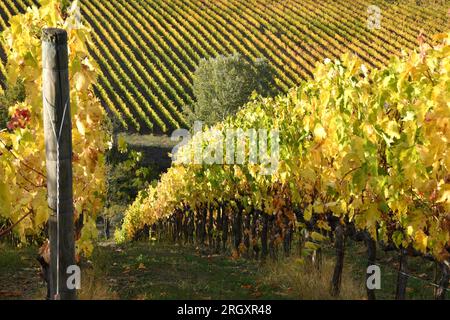 Saison d'automne, feuilles de vigne jaunes sur les rangées de vignobles du Chianti près de Greve in Chianti, Florence.Italie Banque D'Images