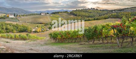 Vue panoramique de belles rangées de vignes colorées nella campagna toscana dans la région du Chianti près de San Casciano in Val di Pesa. Saison d'automne en Banque D'Images