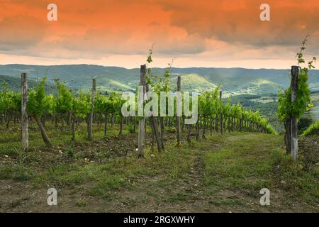 Belles rangées de vignobles en Toscane au coucher du soleil. Italie Banque D'Images