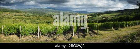 Paysage toscan avec de belles rangées de vignes vertes près de Greve in Chianti (Florence) et ciel nuageux au printemps. Italie Banque D'Images