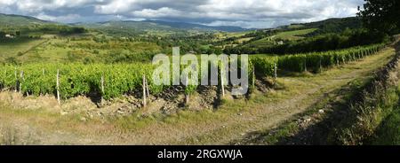 Paysage toscan avec de belles rangées de vignes vertes près de Greve in Chianti (Florence) et ciel nuageux au printemps. Italie Banque D'Images