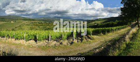 Paysage toscan avec de belles rangées de vignes vertes près de Greve in Chianti (Florence) et ciel nuageux au printemps. Italie Banque D'Images