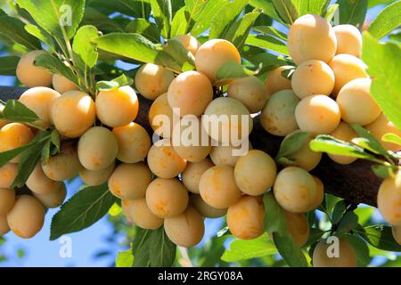 Riche Mirabelle Plum Harvest Banque D'Images