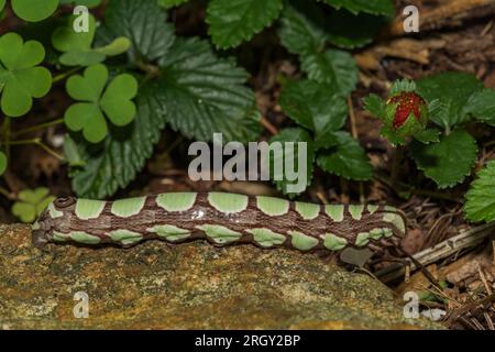 La chenille Sphinx d'Abbott - Sphecodina abbottii Banque D'Images