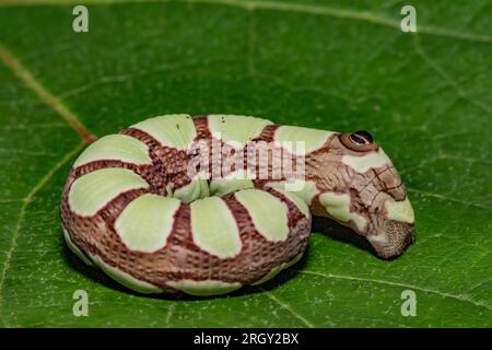 La chenille Sphinx d'Abbott - Sphecodina abbottii Banque D'Images