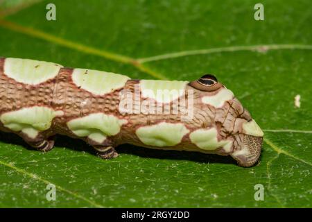 La chenille Sphinx d'Abbott - Sphecodina abbottii Banque D'Images