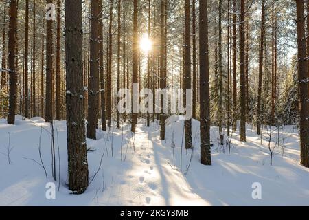 un paysage de forêt hivernale avec le soleil brillant à travers les arbres. Banque D'Images