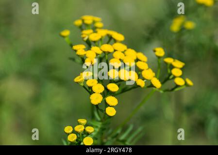 tansie commune, boutons amers fleurs jaunes d'été closeup mise au point sélective Banque D'Images