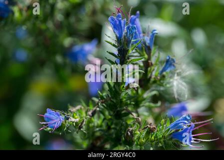 Echium vulgare, fleurs d'été bleu bugloss de Viper gros plan selctif Banque D'Images