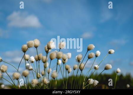 un gros plan de fleur de coton blanc contre le ciel bleu Banque D'Images