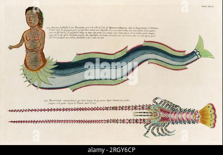 Illustration de poissons colorés vintage. 1750 Illustration antique de poissons colorés d'Amsterdam Banque D'Images