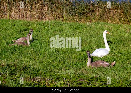 jeunes cygnes près de la rive de la rivière en été, beaux cygnes adultes avec plumage gris Banque D'Images