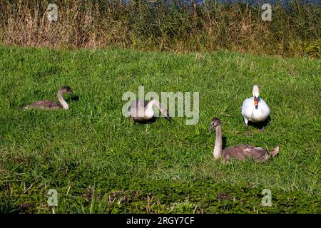 jeunes cygnes près de la rive de la rivière en été, beaux cygnes adultes avec plumage gris Banque D'Images