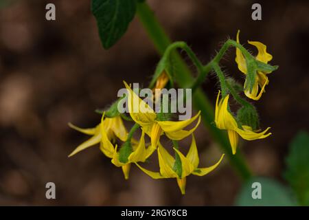 fleur de plante de tomate avec une couleur jaune intense sur fond sombre Banque D'Images