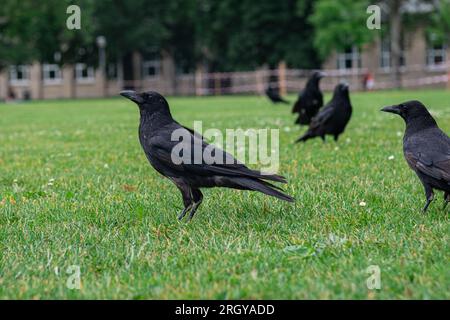 Couronnes noires marchant sur l'herbe verte de la pelouse dans le parc. Beaucoup de couronnes. Oiseaux Corvus noirs assis dans l'herbe. Banque D'Images