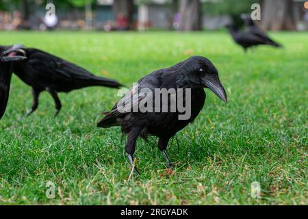 Couronnes noires marchant sur l'herbe verte de la pelouse dans le parc. Beaucoup de couronnes. Oiseaux Corvus noirs assis dans l'herbe. Banque D'Images