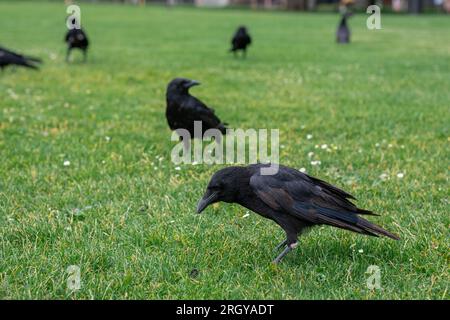 Couronnes noires marchant sur l'herbe verte de la pelouse dans le parc. Beaucoup de couronnes. Oiseaux Corvus noirs assis dans l'herbe. Banque D'Images