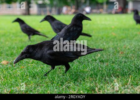 Couronnes noires marchant sur l'herbe verte de la pelouse dans le parc. Beaucoup de couronnes. Oiseaux Corvus noirs assis dans l'herbe. Banque D'Images