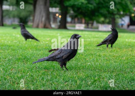 Couronnes noires marchant sur l'herbe verte de la pelouse dans le parc. Beaucoup de couronnes. Oiseaux Corvus noirs assis dans l'herbe. Banque D'Images