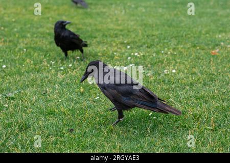 Couronnes noires marchant sur l'herbe verte de la pelouse dans le parc. Beaucoup de couronnes. Oiseaux Corvus noirs assis dans l'herbe. Banque D'Images