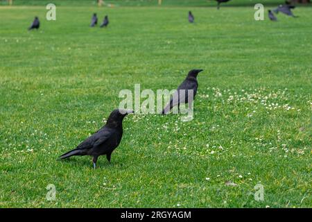 Couronnes noires marchant sur l'herbe verte de la pelouse dans le parc. Beaucoup de couronnes. Oiseaux Corvus noirs assis dans l'herbe. Banque D'Images