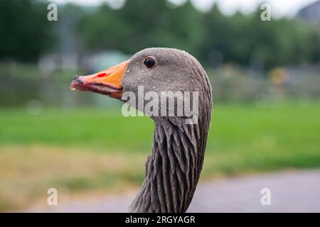 Portrait gris d'oie domestique. Image rapprochée de la tête d'oie, les yeux et le bec, le cou. Belle tête d'oie dans l'image de gouttelettes d'eau. Banque D'Images