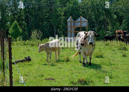 Une vache maman et un veau de taille moyenne debout dans un champ de ferme et un petit veau assis sur le sol avec d'autres bovins en arrière-plan par une journée ensoleillée Banque D'Images