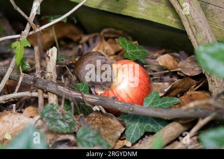 Gros plan de Field vole Mouse nourri de pomme jaune rouge Banque D'Images