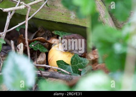 Gros plan de Field vole Mouse nourri de pomme jaune rouge Banque D'Images