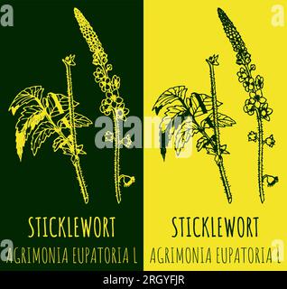 Dessin vectoriel STICKLEWORT. Illustration dessinée à la main. Le nom latin est AGRIMONIA EUPATORIA L. Illustration de Vecteur