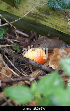 Gros plan de Field vole Mouse nourri de pomme jaune rouge Banque D'Images