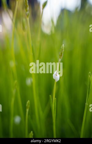 Maladie des plantes à insectes spittlebugs vue sur une tige de lavande. L'image en gros plan d'une mousse qui apparaît sur les plantes de jardin. Cracheur de coucou, causé par la nymphe de spittlebug Banque D'Images