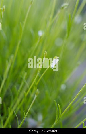 Maladie des plantes à insectes spittlebugs vue sur une tige de lavande. L'image en gros plan d'une mousse qui apparaît sur les plantes de jardin. Cracheur de coucou, causé par la nymphe de spittlebug Banque D'Images