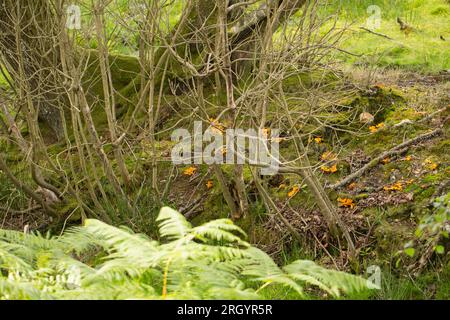 Champignons chanterelles, Cantharellus cibarius, poussant dans la New Forest dans le Hampshire au début du mois d'août. La recherche de champignons est devenue populaire mais de grands soins Banque D'Images