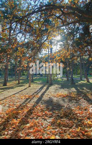 La photo a été prise à Odessa. La photo montre un parc municipal d'automne appelé Victory Park. Banque D'Images