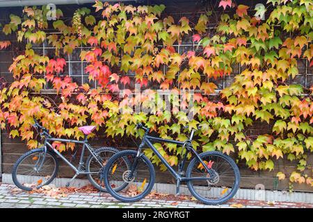 La photo a été prise dans la ville allemande de Bayreuth. Sur la photo sont deux vélos garés près d'un mur couvert de raisins de jeune fille. Banque D'Images