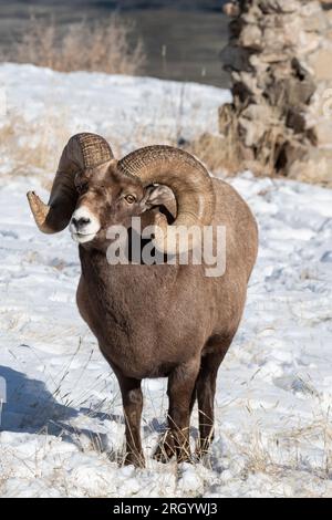 Bighorn Sheep, Rocky Mountain, Yellowstone Banque D'Images