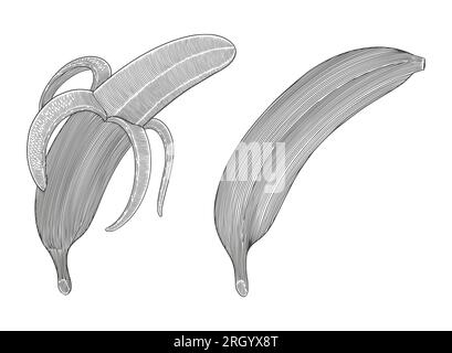 Ensembles de collection banane, dessin à la main gravure vintage dessin illustration de style Illustration de Vecteur