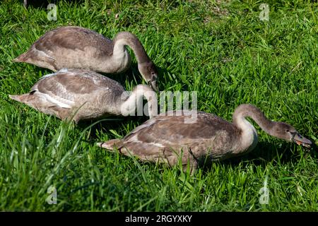 jeunes cygnes près de la rive de la rivière en été, beaux cygnes adultes avec plumage gris Banque D'Images
