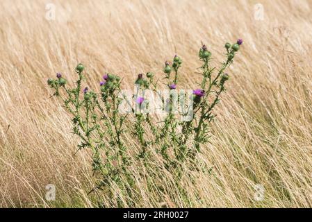 Spear Cirsium vulgare) Banque D'Images