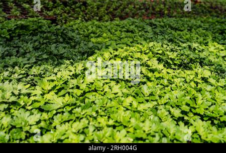 Pépinière de plantes et de fleurs cultivant des semis de chrysanthème. Semis de Marguerite dorée en serre avec focalisation sélective. Banque D'Images