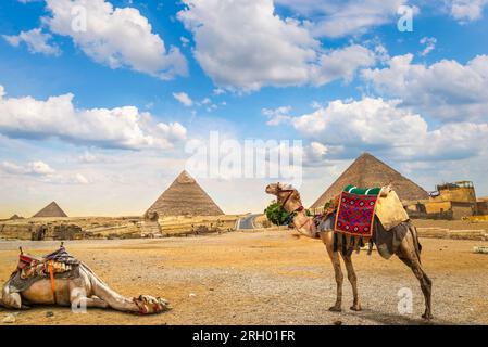 Chameaux, reposant près des pyramides à Gizeh au coucher du soleil, Egypte Banque D'Images